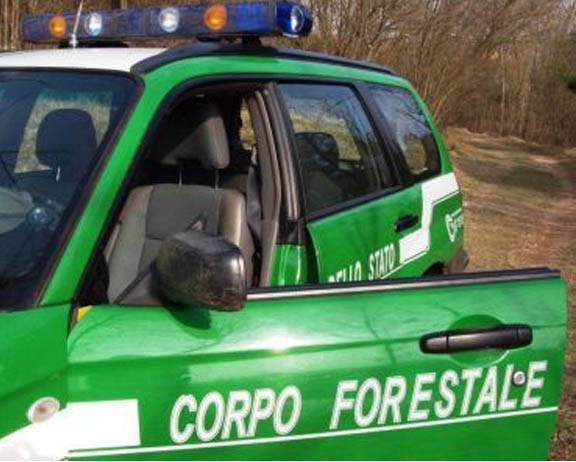 Tagliano alberi per impossessarsi del legname, tre denunciati a Cerva