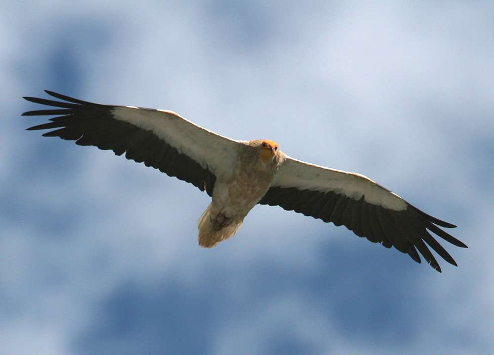 Martedì il Cras di Catanzaro libera rapaci dopo un periodo di cure