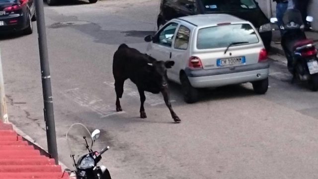 Toro abbattuto a Reggio Calabria, Noita: “Perché non è stato sedato?”