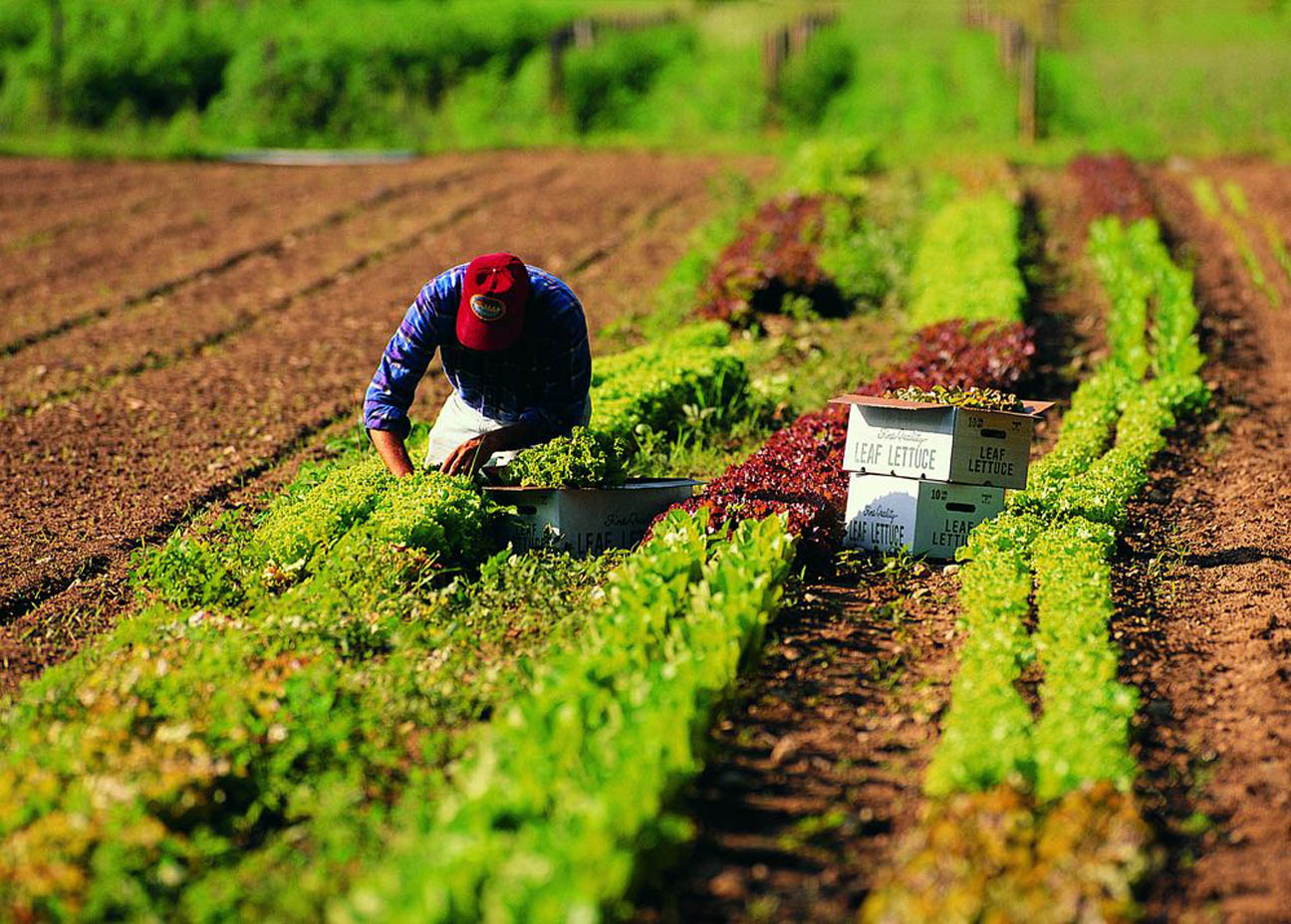 Giannetta (FI): “Produttori biologici al palo”