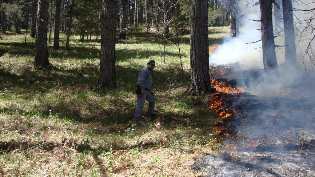 Incendio boschivo: un agricoltore denunciato a Taverna