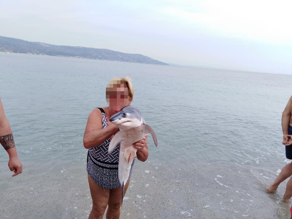 Animalisti, selfie con piccolo verdesca invece di salvarlo