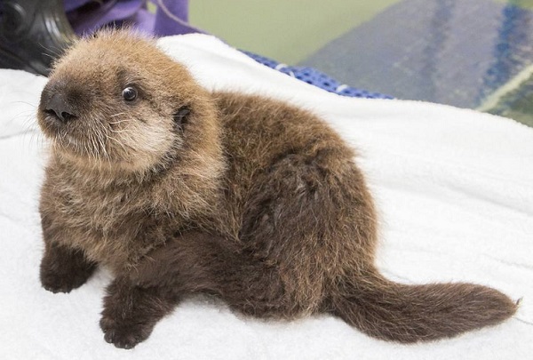 Cucciolo di lontra trovato nel Cosentino, è in buone condizioni