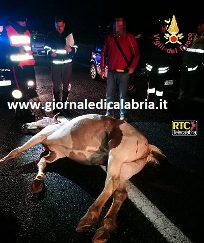 Incidenti stradali: cavallo investito sulla statale 280, un ferito