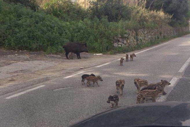 Branco di cinghiali causa un incidente stradale sulla Gallico-Gambarie