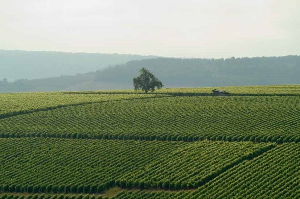 L’ordine dei dottori agronomi e dei dottori forestali della provincia di Catanzaro scrive alla presidente Jole Santelli