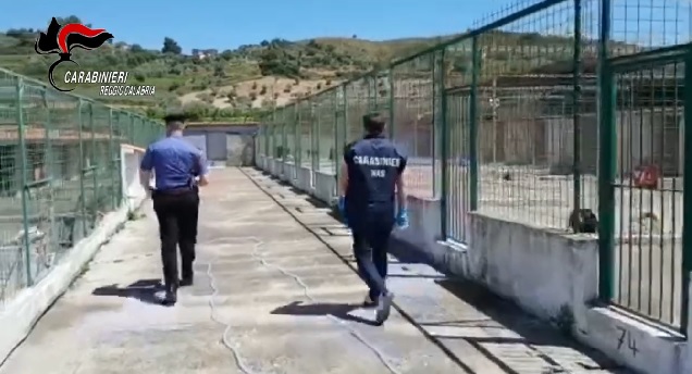 Animali in condizioni sconfortanti, sequestrato un canile nel Reggino (VIDEO)