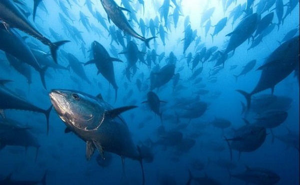 Pesca del tonno rosso, Gallo: “Calabria e Sicilia penalizzate dal sistema delle quote”