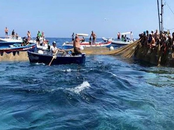 Tonno rosso, cresce la quota riservata ai pescatori calabresi