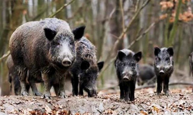 Confagricoltura: “Agricoltori con licenza di caccia non possono abbattere i cinghiali, occorre corso di abilitazione”