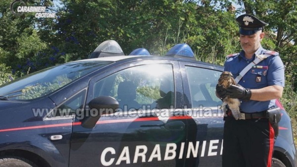 Mesoraca, carabiniere soccorre un rapace ferito