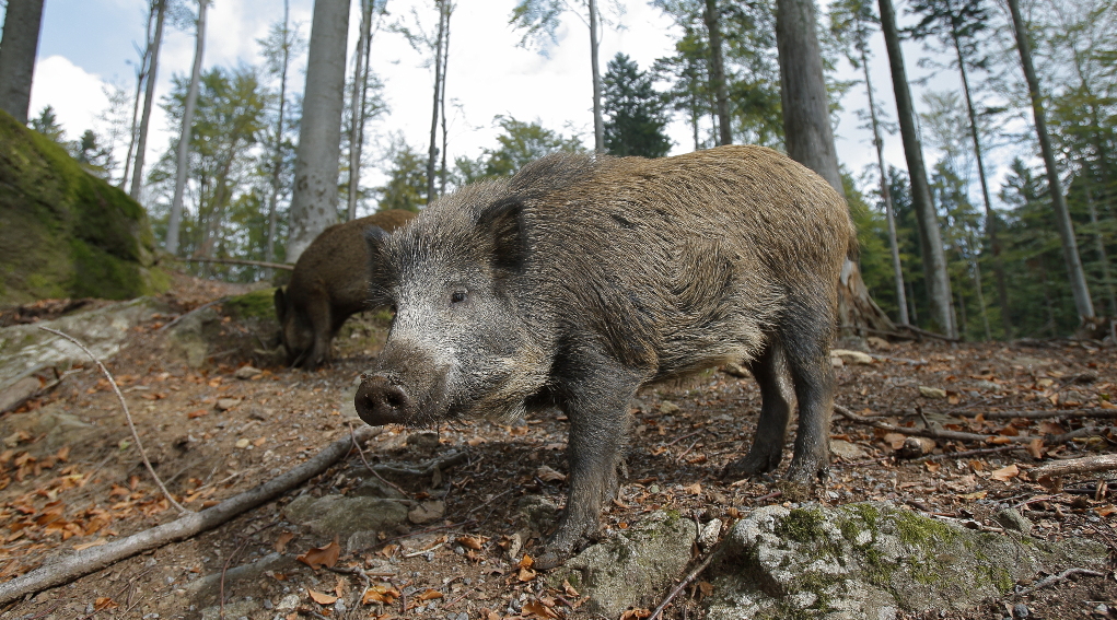 Caccia al cinghiale, arriva il sì dell’Ispra: proroga al 31 gennaio