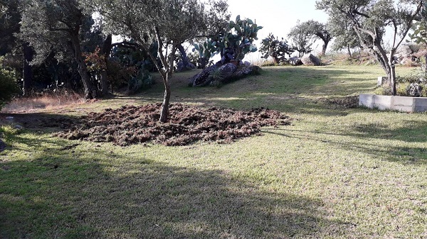 I cinghiali invadono la Casa di Spiritualità Nazareth a Stalettì