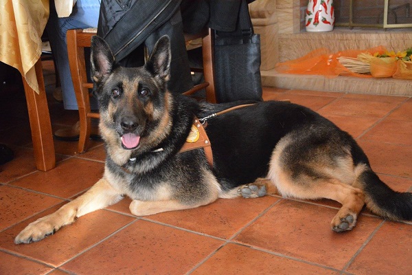 Catanzaro, il 16 ottobre l’Unione Ciechi ed Ipovedenti celebra la “Giornata del cane guida”