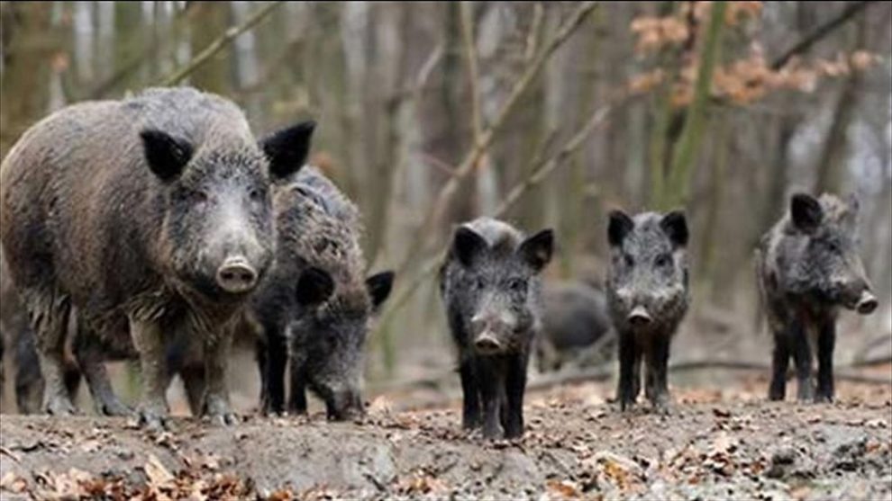 Scoperto in Calabria caso di Trichinosi in un cinghiale