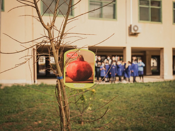 Donati alberi di melograno alle scuole di Catanzaro