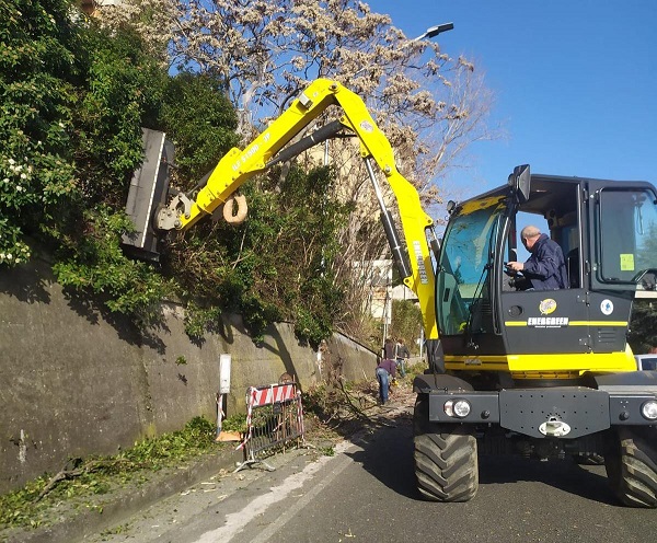 Catanzaro, effettuati i lavori di messa in sicurezza del verde lungo viale De Filippis