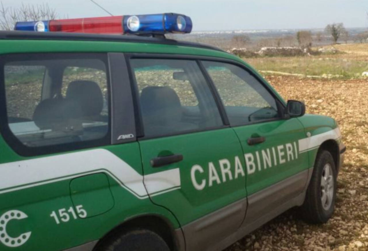 Crotone, cani e suini allevati in cattive condizioni: una denuncia