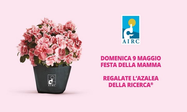 Il 9 maggio per la Festa della Mamma torna nelle piazze l’azalea della ricerca di Airc, a sostegno studi sui tumori delle donne