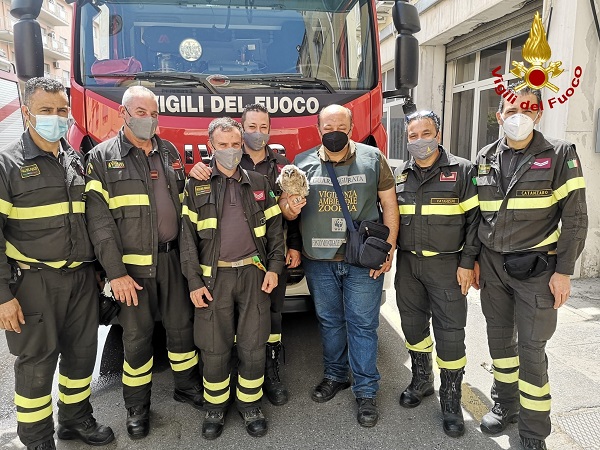 Miglierina, i vigili del fuoco recuperano un cucciolo di allocco