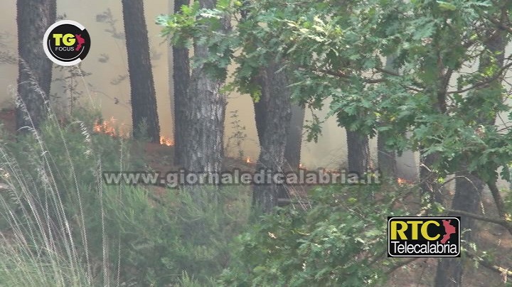 Catanzaro, è ripartito il rogo nella pineta di Siano. Fiamme anche a Tiriolo, Simeri Crichi e Zagarise