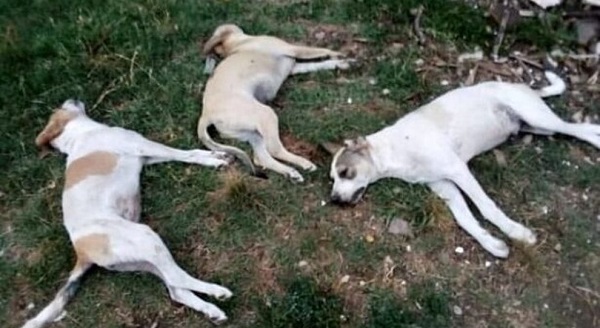 Cani avvelenati, la Calabria nel “triangolo della morte”