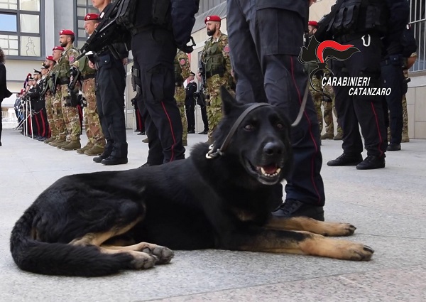 San Pietro Apostolo/ Il cane antidroga Manco colpisce ancora, trovata sostanza stupefacente tra zucchero e caffè: una denuncia