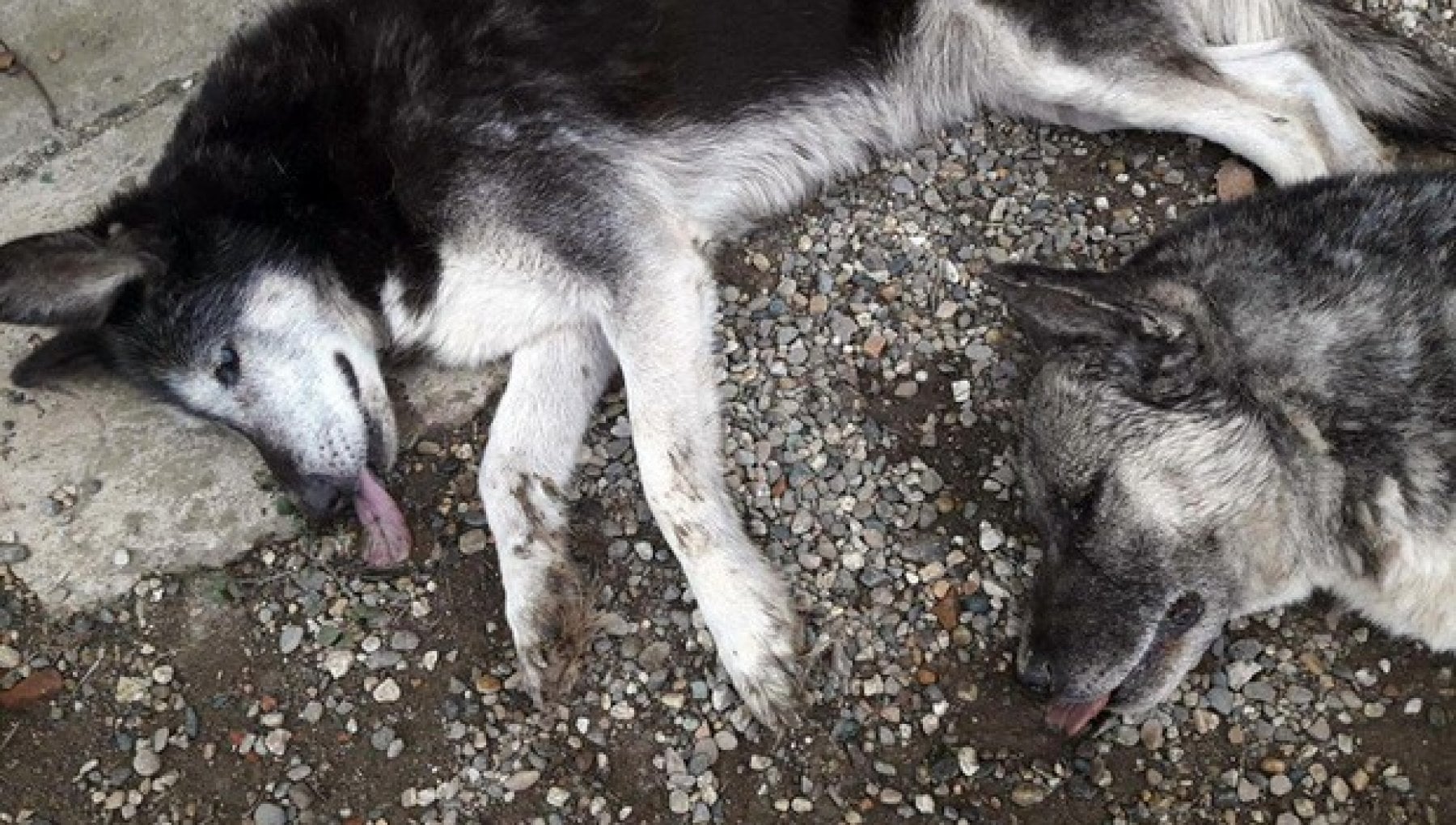 La Calabria tra le “maglie nere” per cani avvelenati