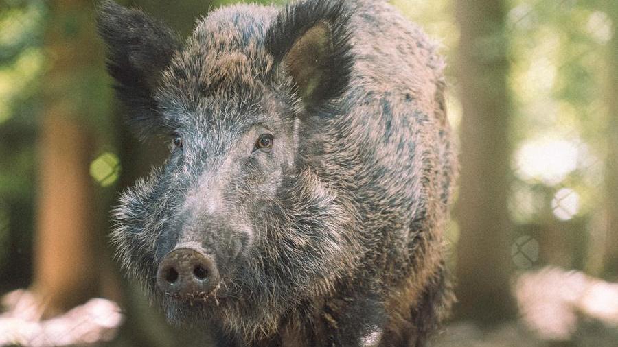 Paura a Catanzaro, cinghiale davanti ad una scuola. Sospese le lezioni