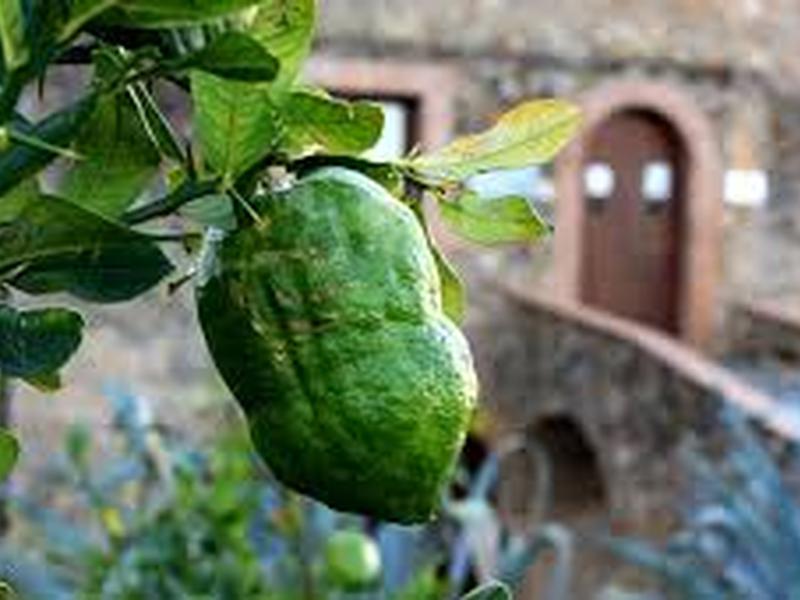 Due milioni per fermare l’erosione genetica del cedro di Santa Maria del Cedro. Gallo: “Investimenti a sostegno della competitività delle aziende cedricole”