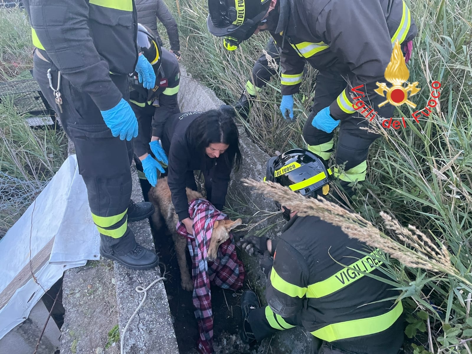 Catanzaro, recuperato dai vigili del fuoco un cane ferito rifugiatosi in un cunicolo