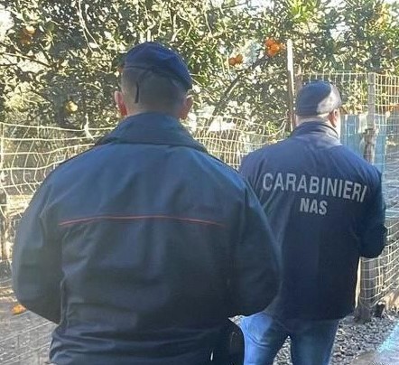 Carenze igieniche, sequestrati 3 canili e 200 cani nel Reggino