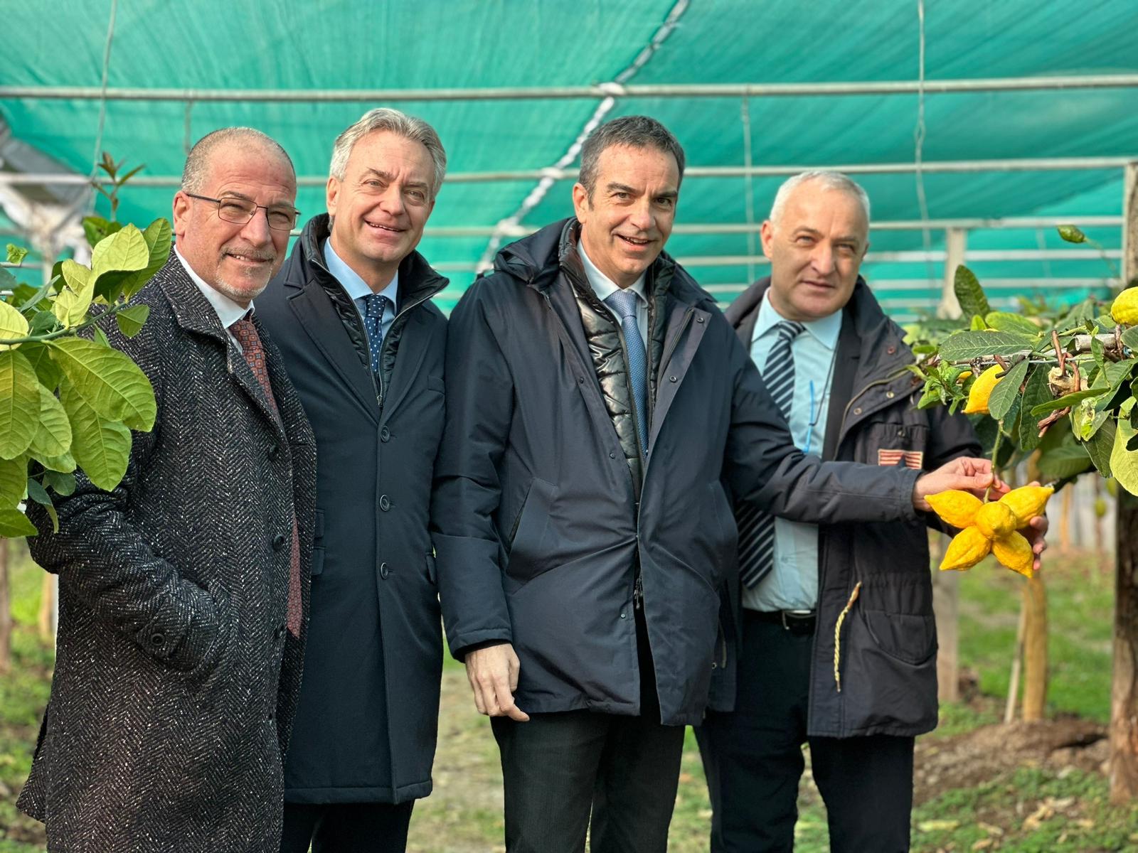 “Ok dell’Unione Europea al marchio Dop per il cedro di Calabria”