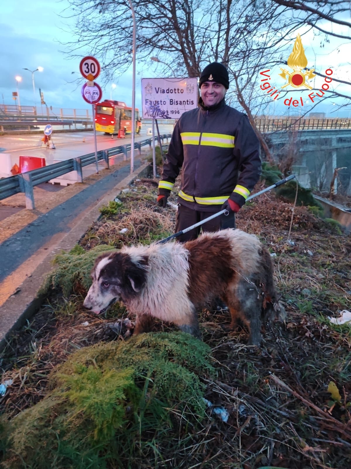 Catanzaro, cane di grossa taglia caduto in un canale soccorso dai vigili del fuoco