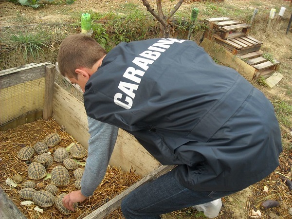 I carabinieri di Soverato liberano un pastore tedesco rinchiuso in un furgone dal suo padrone e recuperano una tartaruga da un’abitazione privata