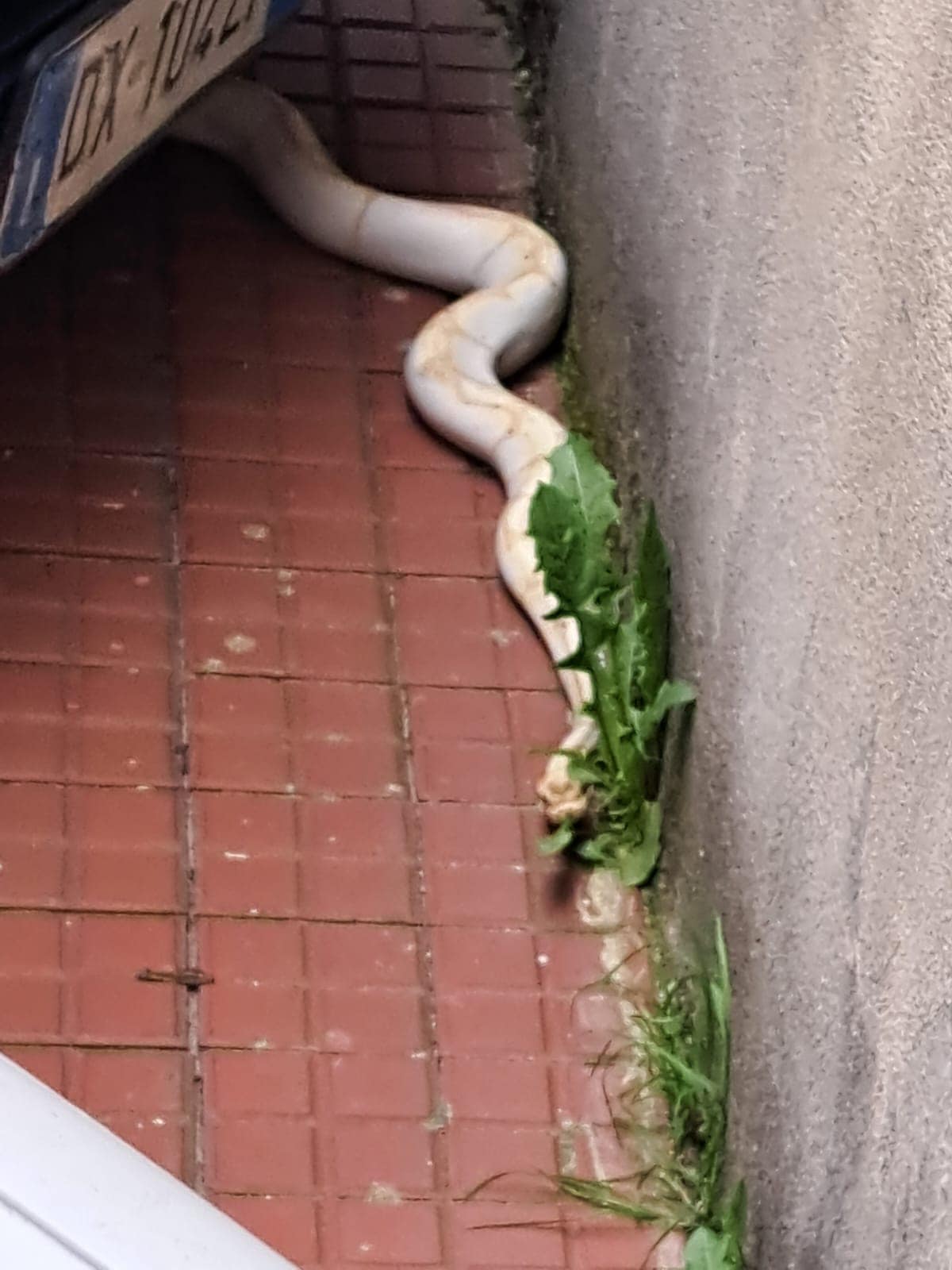 Pitone albino di 50 centimetri visto per strada a Serra San Bruno