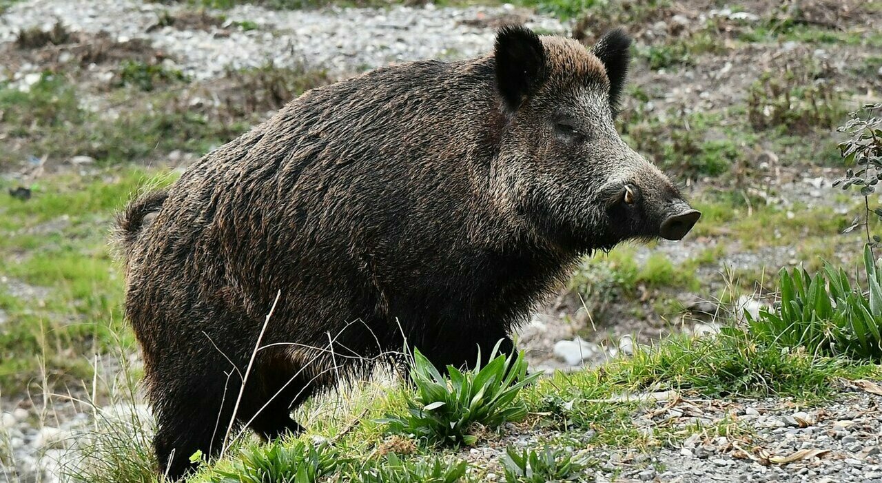 Regione, approvate le “linee guida” per il controllo e la sorveglianza sui cinghiali”