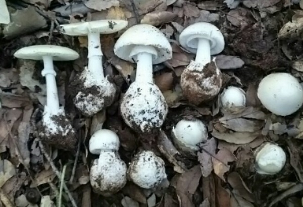 Coniugi intossicati da funghi velenosi a Corigliano-Rossano