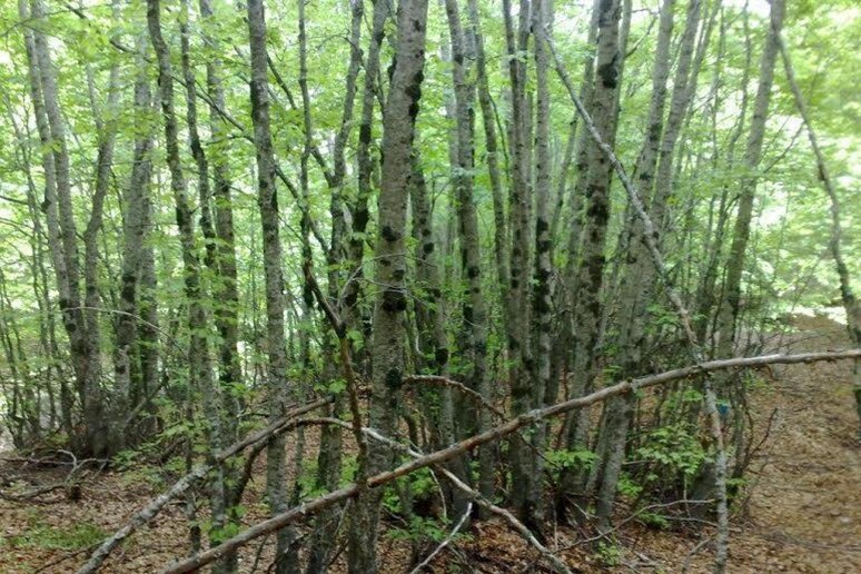 Brognaturo, anziano disperso mentre cerca funghi: rintracciato dalla polizia