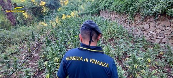 266 piante di cannabis scoperte nei boschi di Lamezia