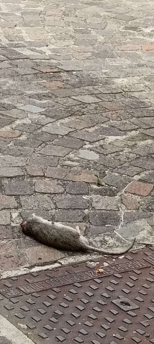 Catanzaro, allarme topi giganti nel centro storico. Gli abitanti: “E’ un’invasione, sono ovunque!”