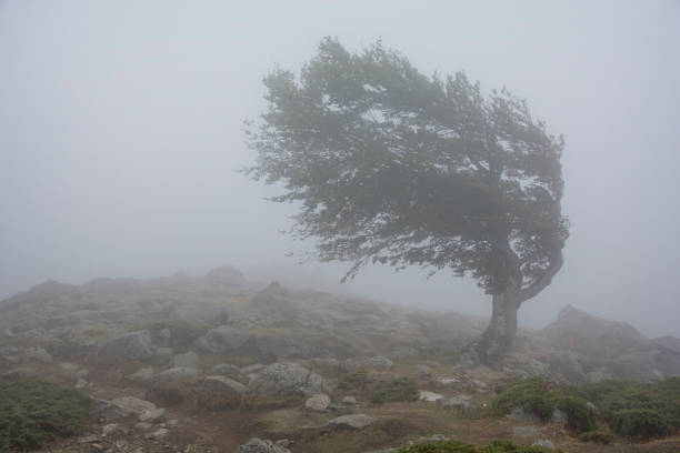 Allerta vento fortissimo, previste raffiche fino a 150kmh e mareggiate