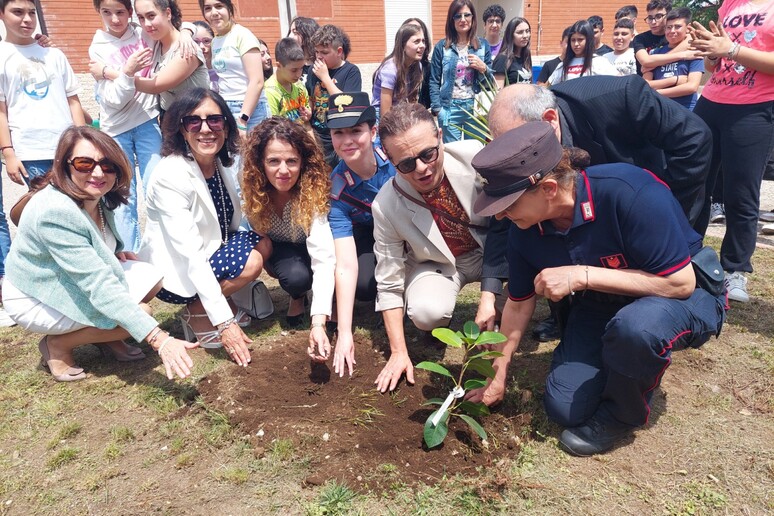 L’Albero di Falcone arrivato anche in una scuola di Taurianova