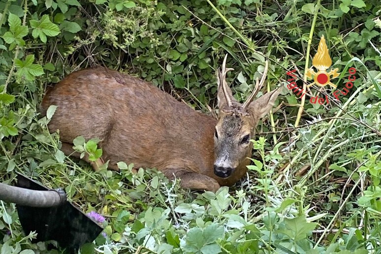 Bisignano, un’auto investe un capriolo: animale ferito recuperato da una scarpata