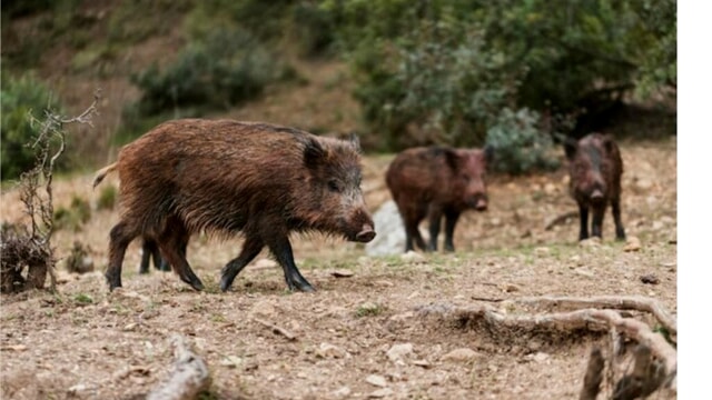 Costa jonica catanzarese invasa dai cinghiali che spadroneggiano anche a Pietragrande e a Caminia