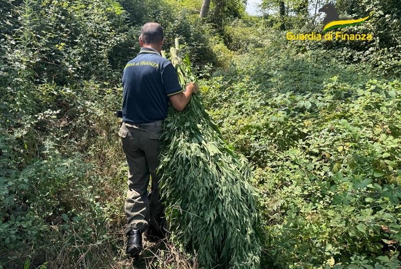 Cetraro, scoperta e sequestrata una piantagione di cannabis