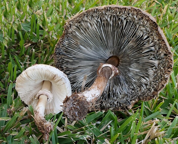 In Calabria una nuova specie esotica di funghi: è tossica