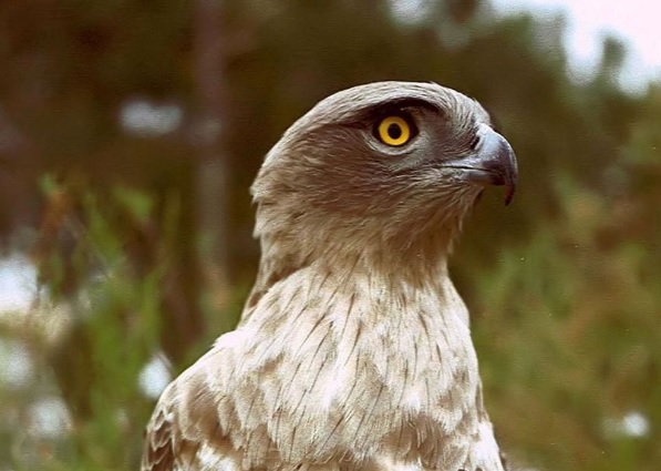 Curinga, la Polfer salva un raro esemplare di ‘aquila dei serpenti’